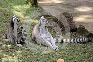 Two ring tailed lemurs playing together.