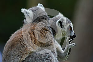 Two ring tailed lemurs resting in the summer sunshine