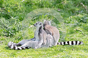 Two ring tailed Lemurs sit on the grass whilst one grooms the other, keeping a look out for possible danger