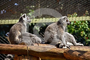Two ring-tailed lemurs sitting in the sun