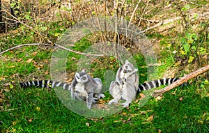 Two ring tailed lemurs sitting together in the grass, one gnawing on a branch, endangered tropical monkey specie from madagascar