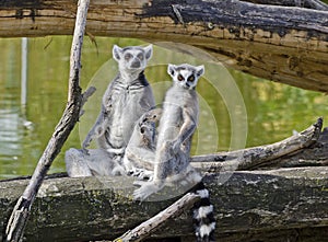 Two ring-tailed lemurs