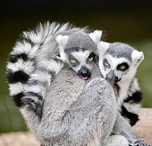 Two ring tailed lemurs snuggling