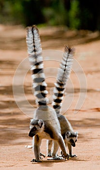 Two ring-tailed lemurs standing on the ground. Madagascar.