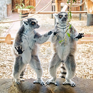 Two ring tailed lemurs on stone plate