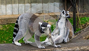 Two ring tailed lemurs together, one walking and one sitting, endangered monkey specie from madagascar