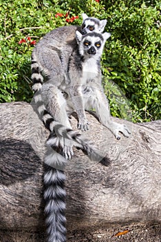 Two ring-tailed Lemurs on a tree