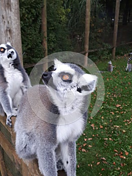 Two Lemurs