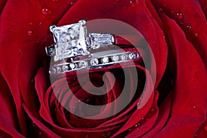 Two rings in rose petals