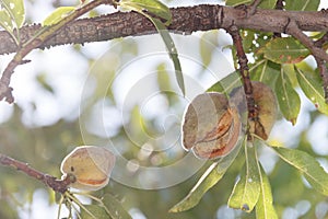 Two ripe almonds on tree branch