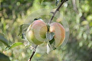 Two ripe apples on a branch