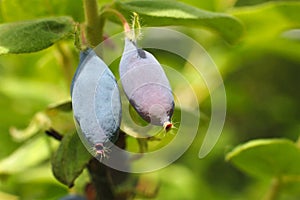 Two ripe berries of a honeysuckle on a branch, closeup