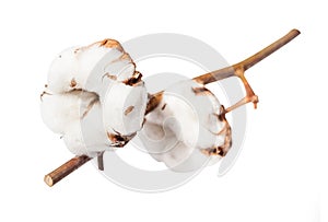 Two ripe bolls of cotton plant on branch isolated