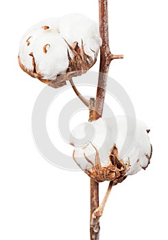 Two ripe bolls of cotton plant on twig isolated