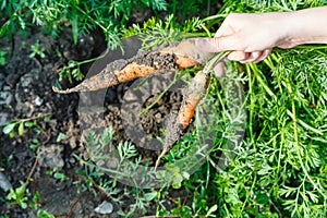 Two ripe carrots in hand and green garden bed