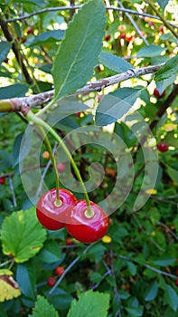 Two ripe cherries on a branch with green leaves