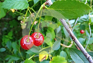 Two ripe cherries on a branch with green leaves