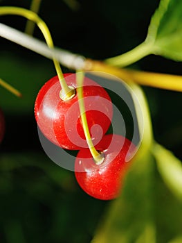 Two ripe Cherries