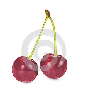 Two ripe cherries . Watercolor illustration.