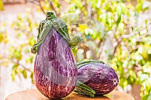 Two ripe eggplants on a blackboard - vegetarian