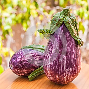 Two ripe eggplants