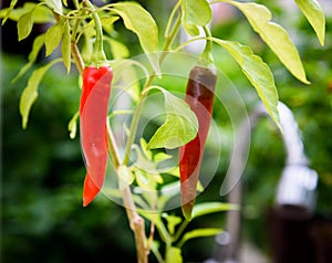 Two Ripe fresh fatalii yellow chili hot pepper