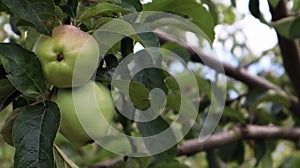 Two ripe green small apples on a branch together on a tree with green leaves in the summer in the garden. Close-up