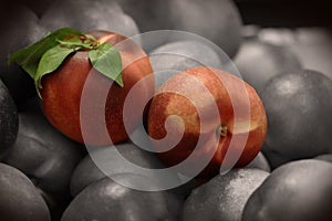 Two ripe nectarines with leaf on stem color pop