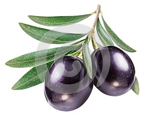 Two ripe olive berries on olive twig on white background. File contains clipping path