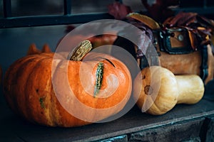 Two ripe orange and beige pumpkins