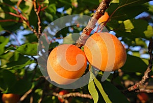 Two ripe orange juicy apricots on the tree in an orchard