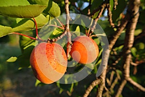Two ripe orange juicy apricots on the tree in an orchard