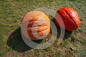 Two ripe orange and reddish orange  pumpkins from fresh harvest on green grass in garden