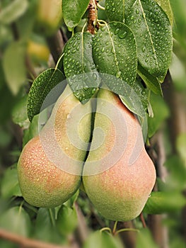 Two ripe pears with leaves in tree after rain.
