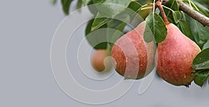 Two ripe pears on a tree branch