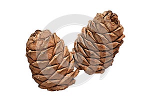 Two Ripe pine cones, isolated on a white background