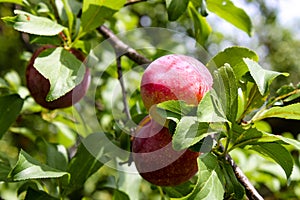 Two ripe plums on the brach of a tree with many green leaves and fruit and a bokeh effect in the background