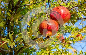 Two ripe Pomegranate fruit on the tree branch. Focus on near fruit