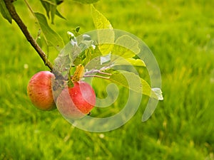 Ripe Red Apples