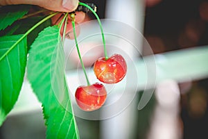 Two ripe red cherries on branch with green leaves