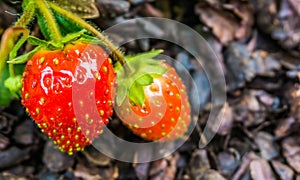 Two ripe red juicy strawberries on a plant close up macro