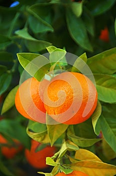 Two  ripe tangerines on branch