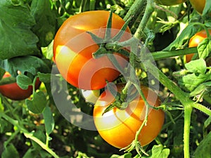 Two ripe tomatoes on branch. Growing vegetables. Agriculture