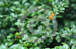 Two ripen fruits at the tip end of a Philippine tea tree twig