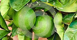 Two ripening limes growing on a tree in a yard or organic agriculture orchard farm. Closeup of lush citrus fruit plant