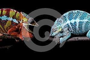 Two rival male panther chameleons on a black background