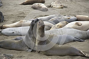 Two rivalling male Elephant Seals near San Simeon, California