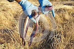 Two river burbot are held by male hands in protective gloves