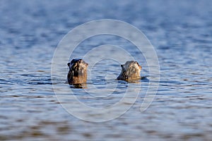 Two River otter`s Lontra canadensis looking at potential danger