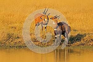 Two Roan antelope near the water. Animals, Hippotragus equinus, savanna antelope found in West, Central, East and Southern Africa. photo